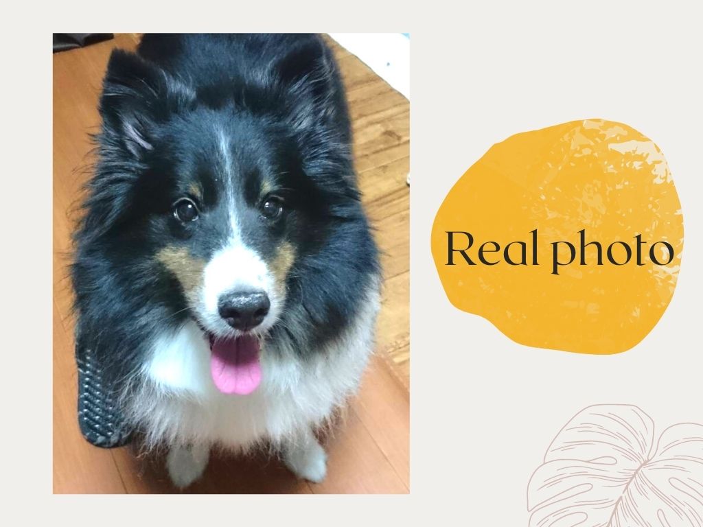 バイヤー厳選用品 シェルティ／黒茶白・おすわり】羊毛フェルトぬいぐるみ 羊毛フェルト