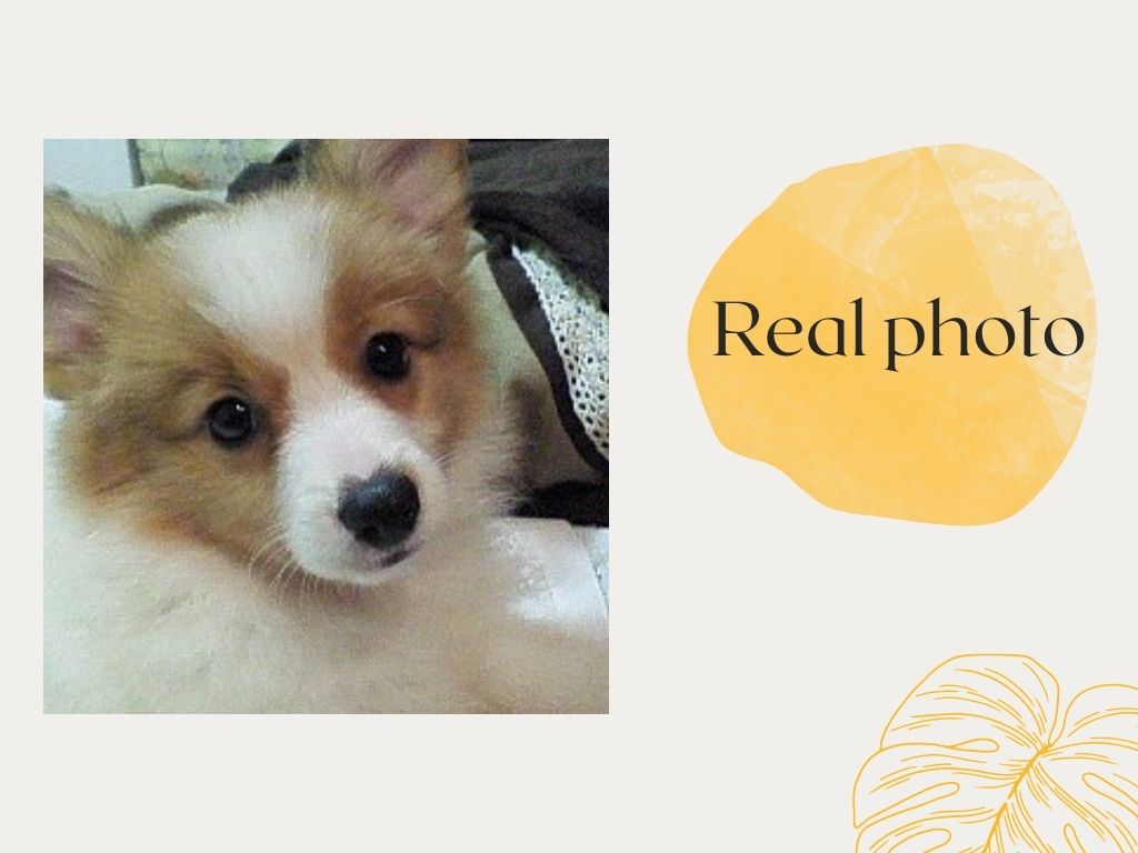 びっけ室内犬います。プロフ確認下さい。　　　羊毛フェルト　パピヨン　犬 送料無料】羊毛フェルト パピヨン♡犬 羊毛フェルト ♡ron